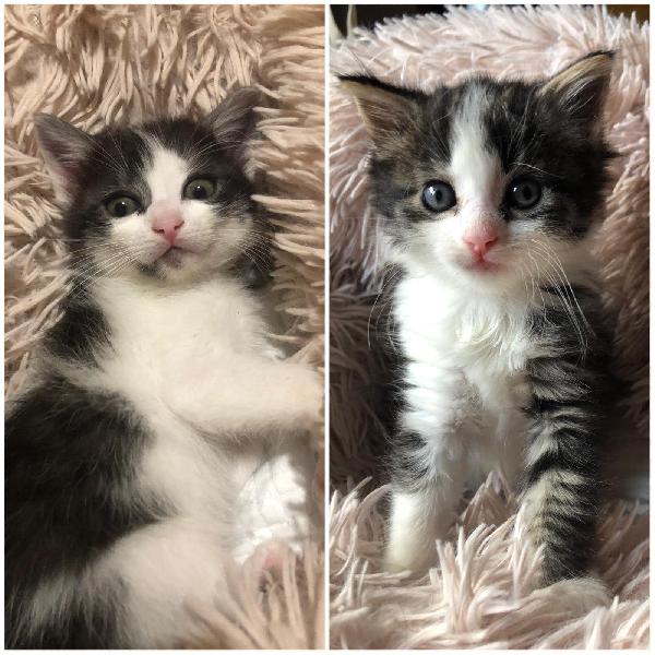 Minu E Kikka Sorelline Bellissime - 45 Gg Circa